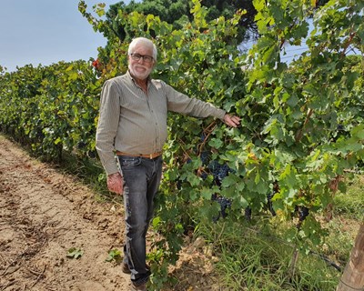 Bacalhôa Vinhos confirma que 2020 é um ano de produção média-alta
