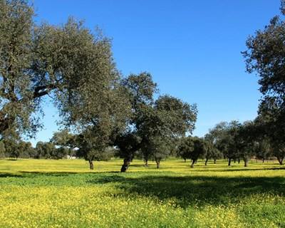 Badajoz discute temática do montado em abril