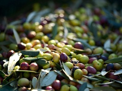 Badajoz/Elvas: I Congresso Ibérico de Olivicultura chega em abril de 2016