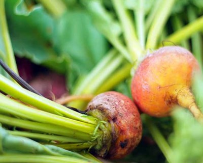 Baião: Aldeia do Futuro procura jovens agricultores