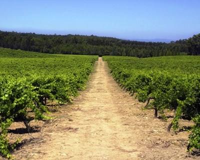 Bairrada cria regras de produção para espumantes “Baga”