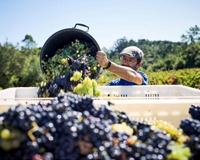 Bairrada mantém nível de produção na vindima 2022 e aumenta certificação de vinhos em 10%