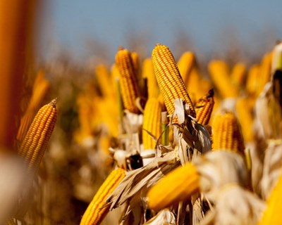 Barcelos: Syngenta apresenta resultados no controlo de infestantes do milho