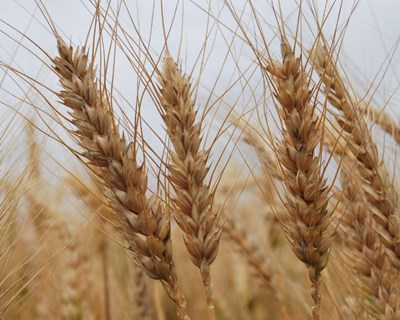 Beja acolhe Dia de Campo dedicado aos Trigos de Qualidade