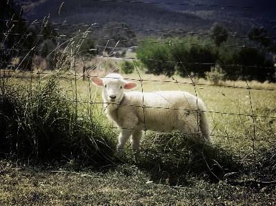 Bem-estar animal no centro do debate no Parlamento Europeu