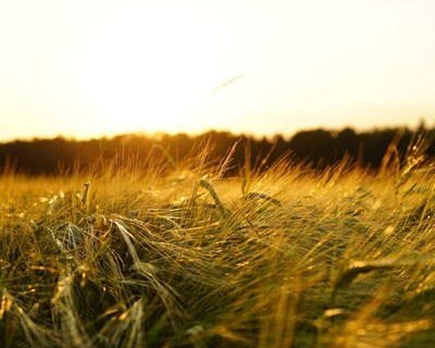 Benchmarking: há uma nova ferramenta online que ajuda os agricultores