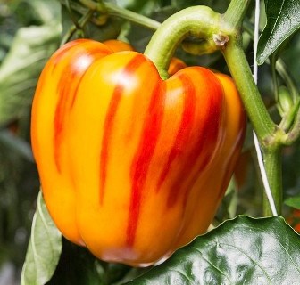 Berlim: Fruit Logistica regressa em fevereiro