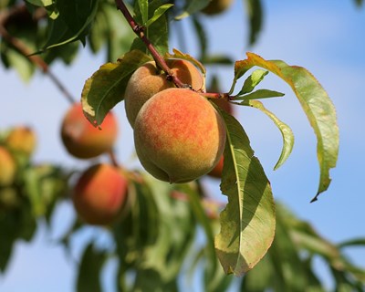 Boa campanha na cereja e no pêssego e redução nos cereais de inverno