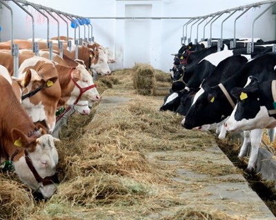 Boletim Mensal da Agricultura e Pescas: Mercado da produção animal no mês de abril