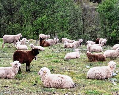 Borrego alentejano é cada vez mais procurado no Norte de África