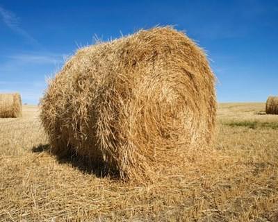 Boticas distribui palha e feno aos agricultores do concelho