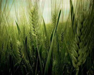 Bragança acolhe Congresso Nacional das Escolas Superiores Agrárias