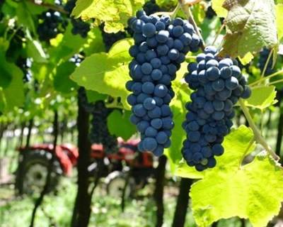 Brasil é forte aposta para vinhos do Porto e Douro