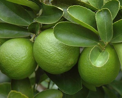 Bruxelas apresenta 14 medidas para modificar o greening