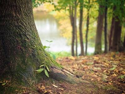 Bruxelas apresenta plano estratégico para a floresta