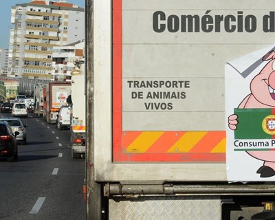 Bruxelas debate a 14 de março soluções para a suinicultura