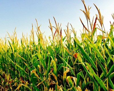 Bruxelas debate o “Futuro da Agricultura”