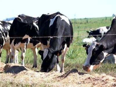 Bruxelas facilita pagamento das últimas multas por excesso de produção de leite