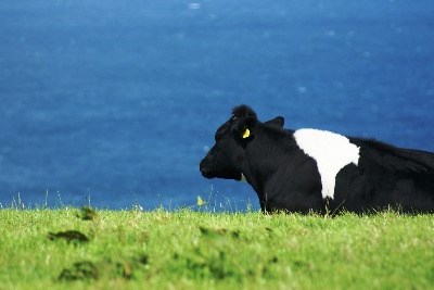 Bruxelas: novos apoios para produtores açorianos entram em vigor