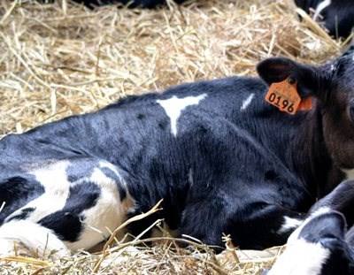 Bruxelas publica lista de doenças animais ocorridas este ano