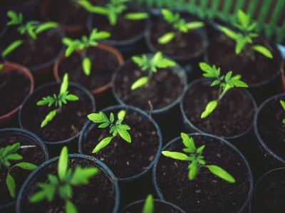 Cabo Verde aposta na agricultura rural para melhorar alimentação nas cidades