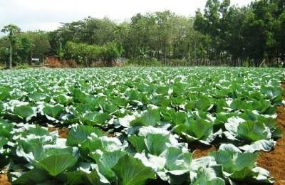 Cabo Verde: perspetivas agrícolas em 2015 são animadoras