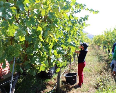 Caloiros da Escola Superior Agrária de Viana do Castelo integrados nas vindimas