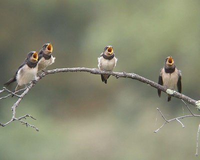 Câmara de Castelo Branco avança com projeto de observação de aves