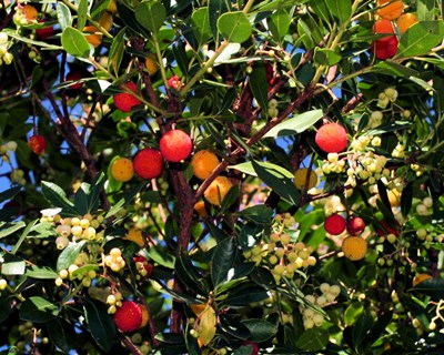 Câmara de Proença-a-Nova planta mil medronheiros em antigo eucaliptal