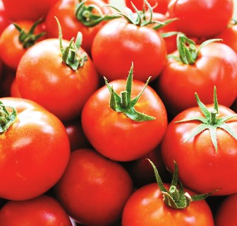 Campanha de tomate para indústria bastante produtiva, perdas na pera e maçã