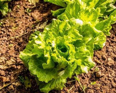 Campanhã vai ter horta urbana para fins agrícolas
