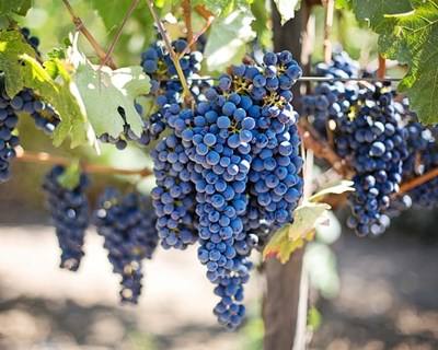 Candidaturas a “Cidade do Vinho 2016” decorrem até 23 de outubro