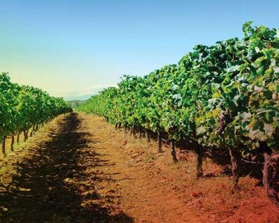 Candidaturas a Cidade do Vinho 2019 abertas até 31 de outubro