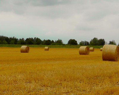 Candidaturas a pequenos investimentos de transformação e comercialização agrícola prolongadas até 30 de junho de 2015