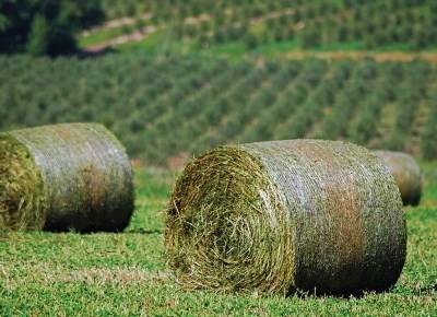 Candidaturas para apoios à destruição de pastagens até 9 de setembro