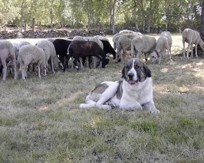Cão de Gado Transmontano acompanha o pastor desde o neolítico