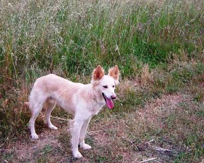 Cão do Barrocal Algarvio reconhecido como Raça Autóctone Portuguesa