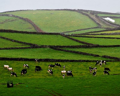 CAP alerta para situação crítica nos Açores: intempéries afetam infraestruturas agrícolas e prejuízos exigem reação rápida das autoridades
