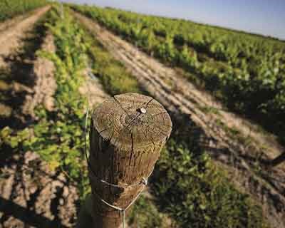 CarmoFarm reforça aposta no mercado italiano com novos produtos e equipa