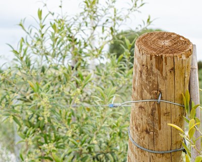 CarmoFarm reforça liderança em estruturas agrícolas com a execução de mais de 2.500 hectares de olival no Alentejo