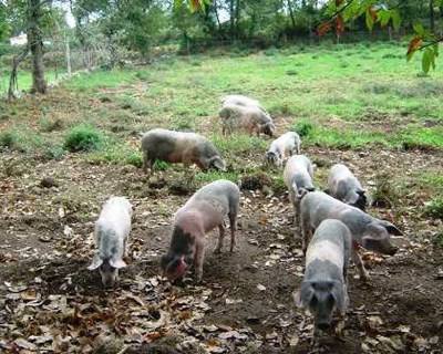 Carne biológica de Penedono chega a todo o país