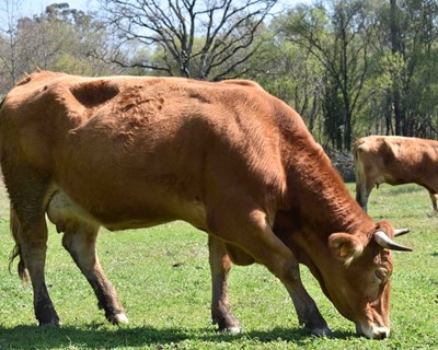 “Carne minhota” em busca da designação DOP