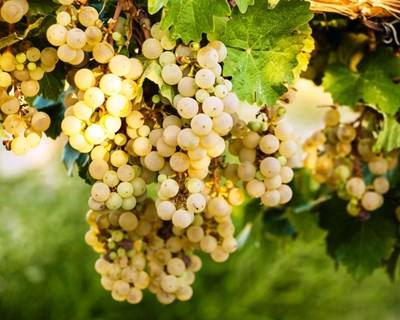 Cartaxo recebe 27.ª edição da Festa do Vinho