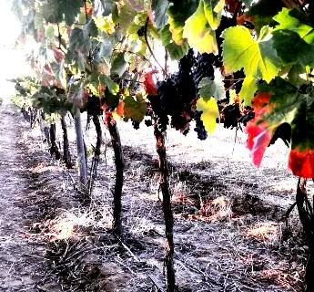 Casa Agrícola Alexandre Relvas: 2015 será histórico para os seus vinhos
