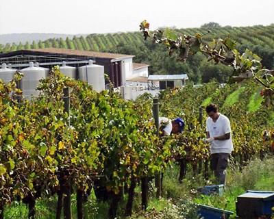 Casa Agrícola Alexandre Relvas convida a participar na colheita 2016