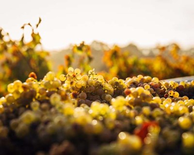 Cascais recebe a Wine Summit em junho