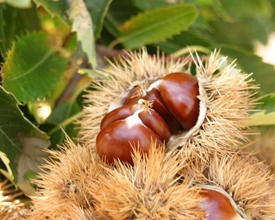 Castanha de Marvão com «muita procura» este ano
