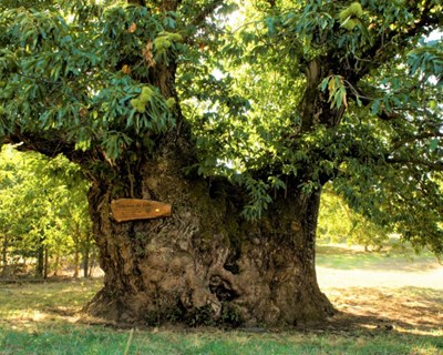 Castanheiro de Vales eleita Árvore Portuguesa 2020