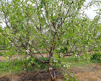 CEBAL inicia novo projeto de promoção do conhecimento e competitividade do amendoal no Alentejo