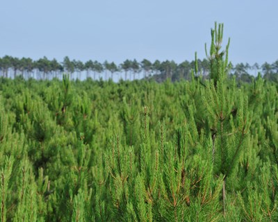 Centro PINUS apresenta novas medidas para mudar a história do pinheiro-bravo